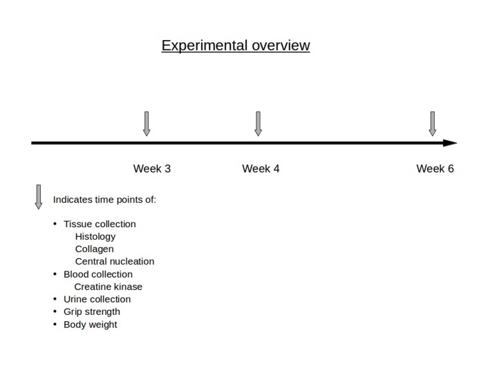 Experimental overview. The arrows (upper part) indicate the different time points when analyses (lower left) were performed.