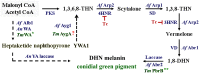Fig 8