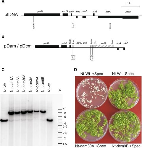 Fig. 1