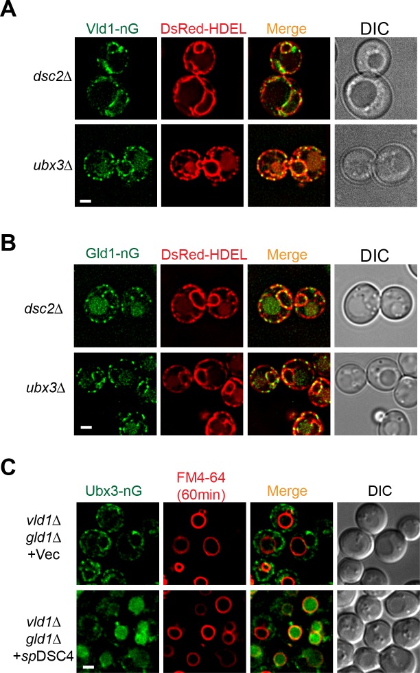 Figure 6—figure supplement 2.