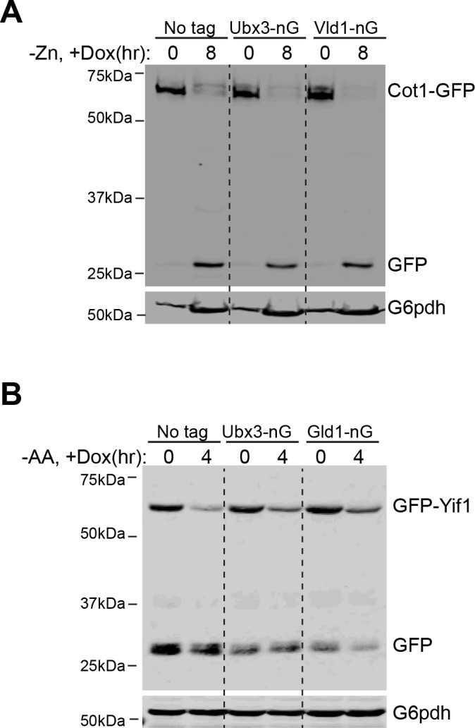 Figure 6—figure supplement 1.