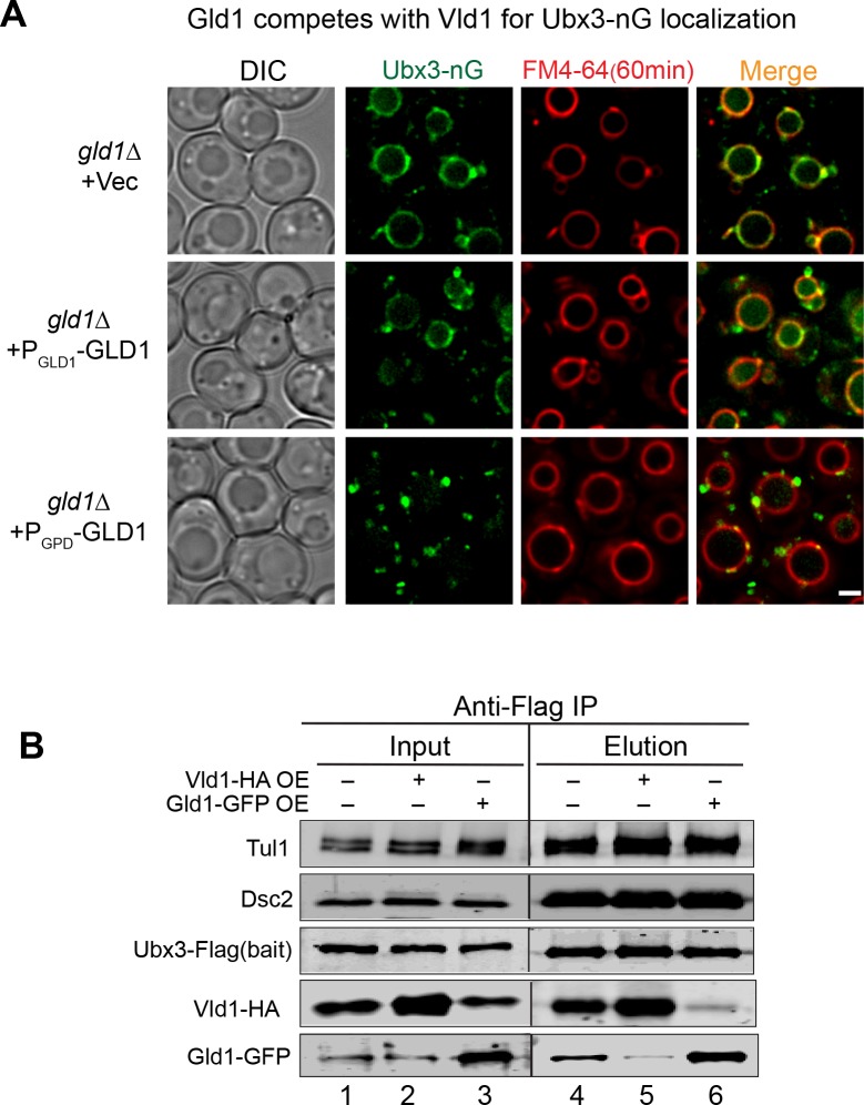 Figure 4—figure supplement 1.