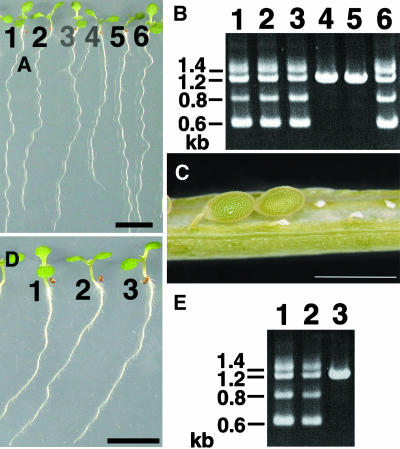 Figure 10.