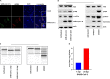 FIG 1