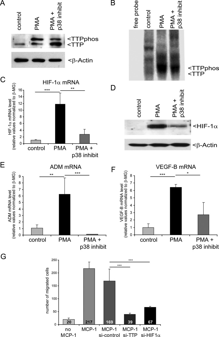 FIGURE 6: