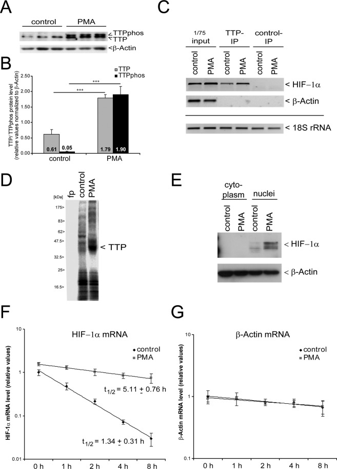 FIGURE 5: