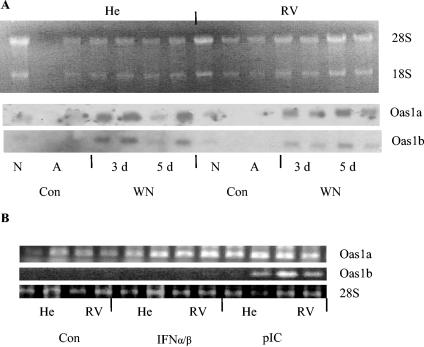 FIG. 5.