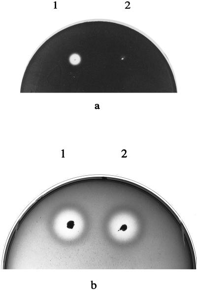 FIG. 5