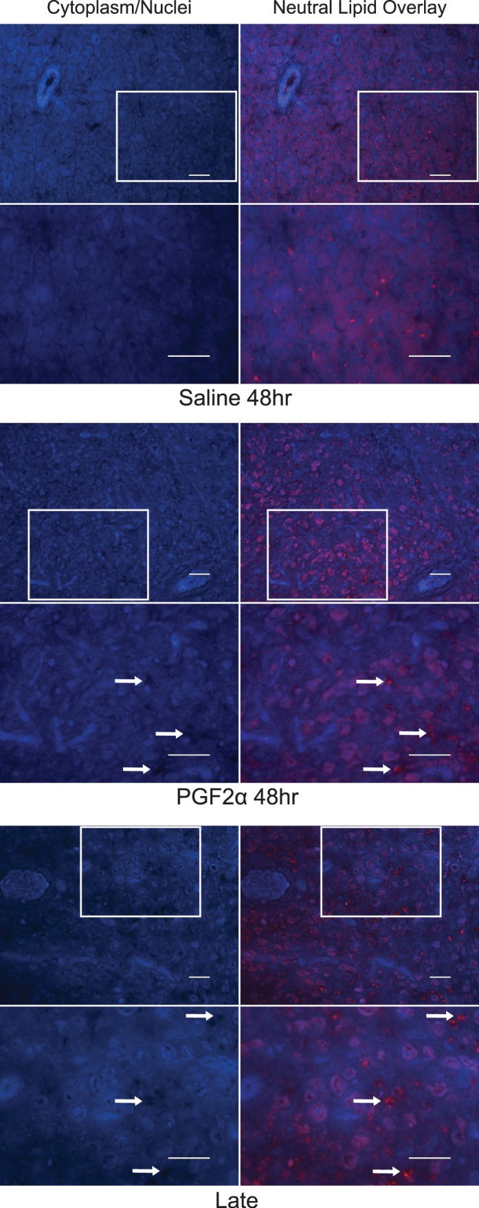 FIG. 6