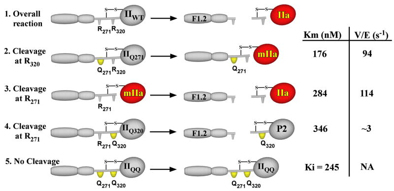 SCHEME I