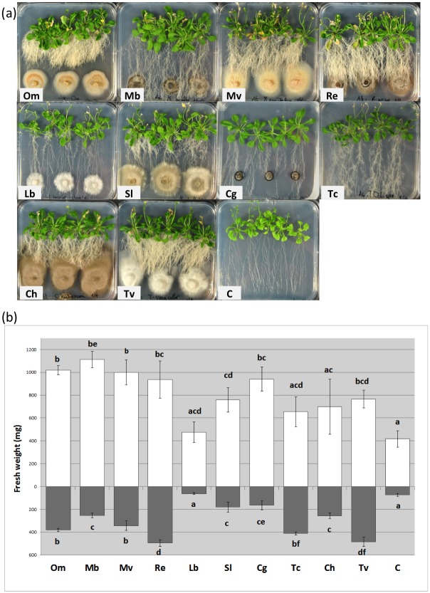 Fig 6