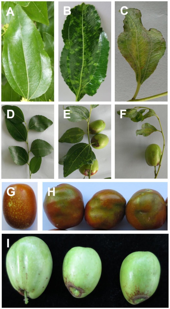 FIGURE 1