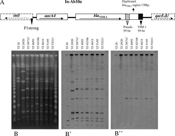 FIG. 1.