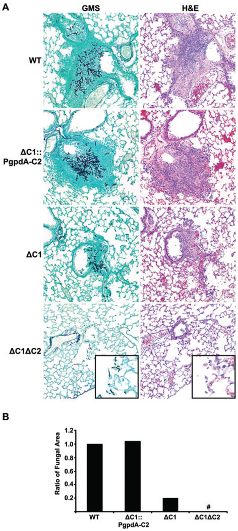 Fig. 8