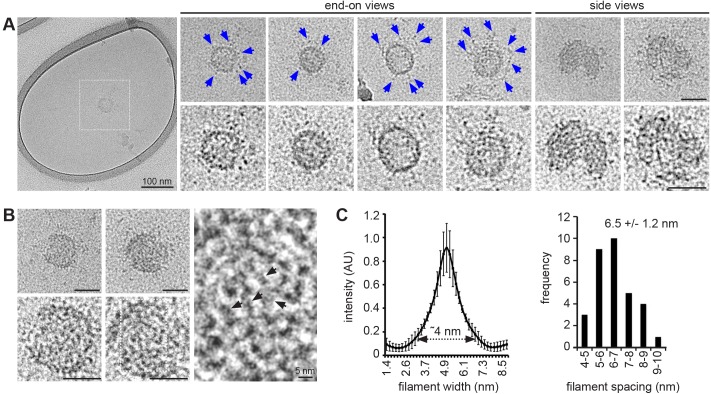 Fig. 2.