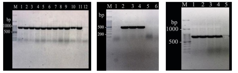 Fig. (1)