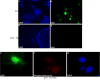 Supplementary Figure 3