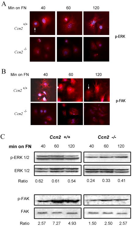 Figure 10.