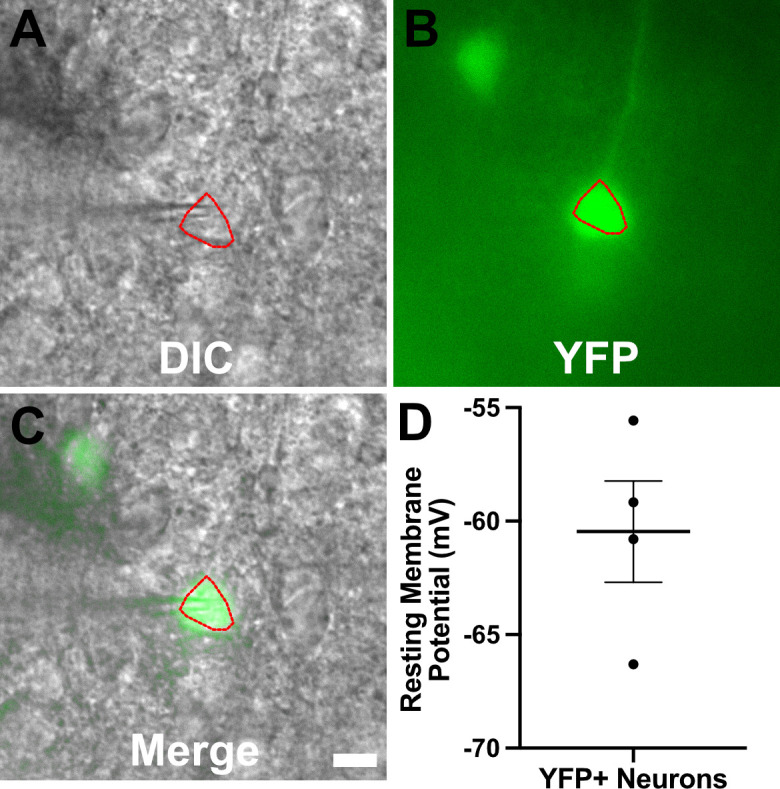 Figure 6—figure supplement 2.