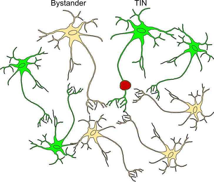 Figure 5—figure supplement 1.