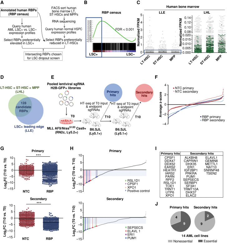 Figure 1. Diverse RBPs are enriched in LSCs and identified as in vivo AML LSC essentialities through a two-step pooled in vivo CRISPR-Cas9 dropout screen. A, Overview of in silico selection of RBPs preferentially heightened in LSCs and reduced in LT-HSCs. B, GSEA plot showing LSC-enriched RBPs. The top 500 of the leading-edge LSC-enriched RBPs (LLE) are indicated by the blue box. C, Expression of LSC-enriched RBPs (LLE) in LT-HSC, ST-HSC, and MPP populations of human BM (dark gray, left) relative to all RBPs in census (light gray, left) and a subset of RBPs (LHL) with lowest expression in LT-HSCs of human BM (green, right) relative to all RBPs in census (light gray, right). D, Selection of the 128 RBPs exhibiting LSC-enriched and LT-HSC-reduced expression. E, Schematic illustrating the in vivo dropout screen. F, Average ranked dropout z-scores for all sgRNAs in both arms and transplantation rounds. G, Median log2 fold-change (T10 vs. T0) of unique sgRNAs in the NTC and RBP arms of the screen at the primary (top) and secondary (bottom) endpoints are shown. H, Median LFC of all sgRNAs within the RBP arm of the screen after the primary (top) and secondary (bottom) rounds. Select top-scoring sgRNAs are indicated with colored bars; shaded area indicates the decreased fold change of 20 cutoff. I, RBPs are called hits across primary and secondary screening arms. J, Analysis of general essentiality across a panel of AML cell lines (40) for the RBPs considered hits at primary endpoints (Primary, left) compared with RBP hits where all targeting sgRNAs dropped out only in secondary recipients (secondary, right). A gene was considered generally essential if its average log2 fold change in abundance was less than −1 in at least 12 of the 14 tested AML lines in vitro. n = 2–3 mice per 1° T10 and 2° T0 and T10 replicates. LT-HSC = CD34+CD38−CD90+CD49f+; ST-HSC = CD34+CD38−CD90+CD49f−; MPP = CD34+CD38−CD90−CD49f−. ***, P < 0.001, determined by a two-sided Student t test.