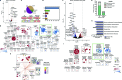 Figure 6. Characterization of the ELAVL1-dependent circuitry in primitive leukemic cells. A, Volcano plot of differential gene expression in ELAVL1-knockout RN2c RNA-seq. Genes with significant differences in expression are highlighted. Blue and red dots represent genes significantly downregulated or upregulated, respectively, using a Padj < 0.05 (RNA-seq) cutoff. B, Enrichment map of gene sets significantly enriched (FDR < 0.1) in the transcriptome of ELAVL1-knockout RN2c cells. C, Distribution of ELAVL1 eCLIP peaks in different genic regions (top) and most common ELAVL1-binding motif sequences (bottom) in mouse bcCML cells. D, Distribution of splicing events in ELAVL1-knockout RN2c cells. E, Enrichment map of pathways enriched (FDR < 0.1) in the ELAVL1-knockout RN2c transcriptome and containing >5% of leading-edge transcripts bound by ELAVL1. Color of borders is based on the enrichment of transcript binding to leading edge relative to gene set background. F, Volcano plot of differential gene expression in ELAVL1-KD human primary AML. Blue and red dots represent genes significantly downregulated or upregulated, respectively, using a Padj < 0.05 cutoff. G, Number of pathways in the human ELAVL1-knockdown AML transcriptome that are significantly or nonsignificantly concordant and discordant in the BeatAML RNA-seq data set. H, Normalized enrichment scores (NES) of downregulated mitochondrial gene sets in the human ELAVL1-knockdown RNA-seq data set (highlighted by the green box in Supplementary Fig. S6I). I, Enrichment map of gene sets significantly (FDR < 0.25) altered in both ELAVL1-knockdown human AML and ELAVL1-knockout RN2c transcriptomes.