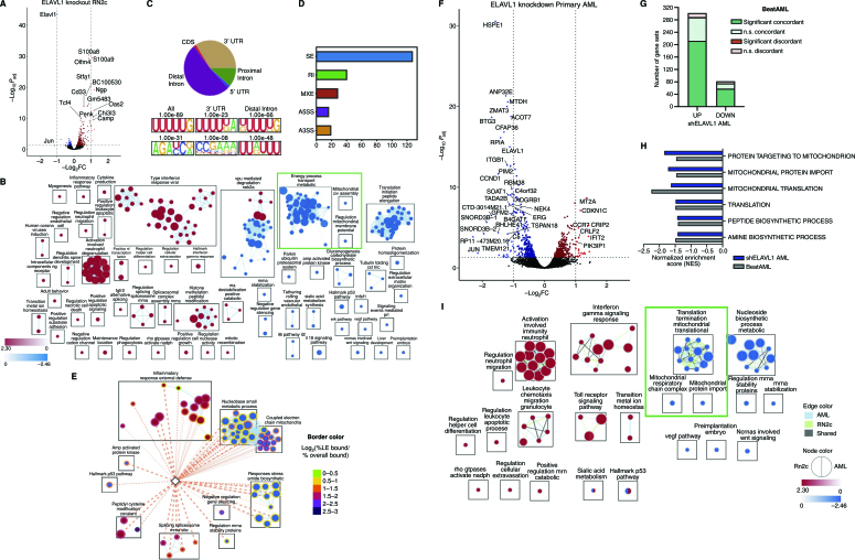 Figure 6. Characterization of the ELAVL1-dependent circuitry in primitive leukemic cells. A, Volcano plot of differential gene expression in ELAVL1-knockout RN2c RNA-seq. Genes with significant differences in expression are highlighted. Blue and red dots represent genes significantly downregulated or upregulated, respectively, using a Padj < 0.05 (RNA-seq) cutoff. B, Enrichment map of gene sets significantly enriched (FDR < 0.1) in the transcriptome of ELAVL1-knockout RN2c cells. C, Distribution of ELAVL1 eCLIP peaks in different genic regions (top) and most common ELAVL1-binding motif sequences (bottom) in mouse bcCML cells. D, Distribution of splicing events in ELAVL1-knockout RN2c cells. E, Enrichment map of pathways enriched (FDR < 0.1) in the ELAVL1-knockout RN2c transcriptome and containing >5% of leading-edge transcripts bound by ELAVL1. Color of borders is based on the enrichment of transcript binding to leading edge relative to gene set background. F, Volcano plot of differential gene expression in ELAVL1-KD human primary AML. Blue and red dots represent genes significantly downregulated or upregulated, respectively, using a Padj < 0.05 cutoff. G, Number of pathways in the human ELAVL1-knockdown AML transcriptome that are significantly or nonsignificantly concordant and discordant in the BeatAML RNA-seq data set. H, Normalized enrichment scores (NES) of downregulated mitochondrial gene sets in the human ELAVL1-knockdown RNA-seq data set (highlighted by the green box in Supplementary Fig. S6I). I, Enrichment map of gene sets significantly (FDR < 0.25) altered in both ELAVL1-knockdown human AML and ELAVL1-knockout RN2c transcriptomes.