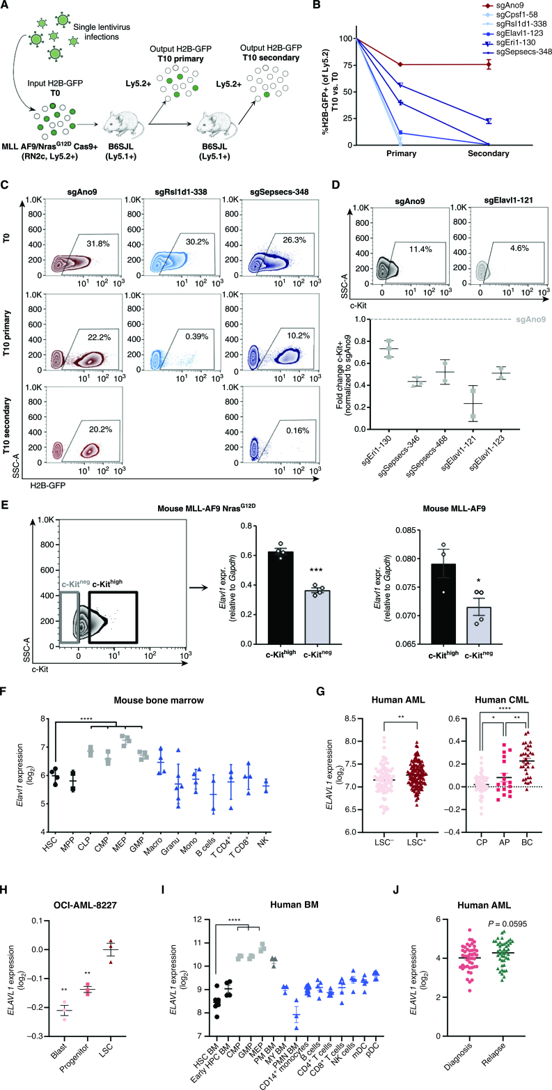 Figure 2. Independent hit knockout validation replicates pooled CRISPR-Cas9 screen dropout dynamics and identifies ELAVL1 as a top LSC dependency. A, Schematic illustrating the in vivo screen validation strategy. B, Percentage of H2B-GFP+ cells in the output graft as compared with the T0 input. sgAno9 is the negative control and darkening shades of blue correlate with increasing time in vivo before sgRNA dropout. C, Representative flow plots of RN2c cells sampled at each time point (T0, T10 primary, T10 secondary) are shown. D, Fold change (FC) of cKit+ fractions within H2B-GFP+ populations of BM samples with >5% H2B-GFP+ of Ly5.2+. E, Transcript expression of Elavl1 in LSC+ (cKithigh, top 25%) and LSC− (cKitneg) MLL-AF9 NrasG12D (RN2c) cells (left; flow sorting gates are shown) and MLL-AF9 cells (right). F, Levels of Elavl1 mRNA across various subpopulations of the mouse hematopoietic hierarchy, adapted from BloodSpot. Mature hematopoietic lineages, progenitor populations, and primitive populations are shown in blue, gray, and black, respectively. G, Human ELAVL1 expression in LSC+ and LSC− AML subfractions (27) and throughout CML disease stages (adapted from ref. 46 and www.oncomine.org) are shown in left and right, respectively. H, Expression of ELAVL1 in subpopulations of OCI-AML-8227 cell line. I, Transcript levels of ELAVL1 across sorted subfractions of the human BM hematopoietic hierarchy, adapted from BloodSpot (43). Mature hematopoietic lineages, progenitor populations, and primitive populations are shown in blue, gray, and black, respectively. J, ELAVL1 expression levels across paired diagnosis-relapse primary human AML samples. *, P< 0.05; **, P < 0.01; ***, P < 0.001; ****, P < 0.0001, as determined by a two-sided Student t test. Error bars, SEM.