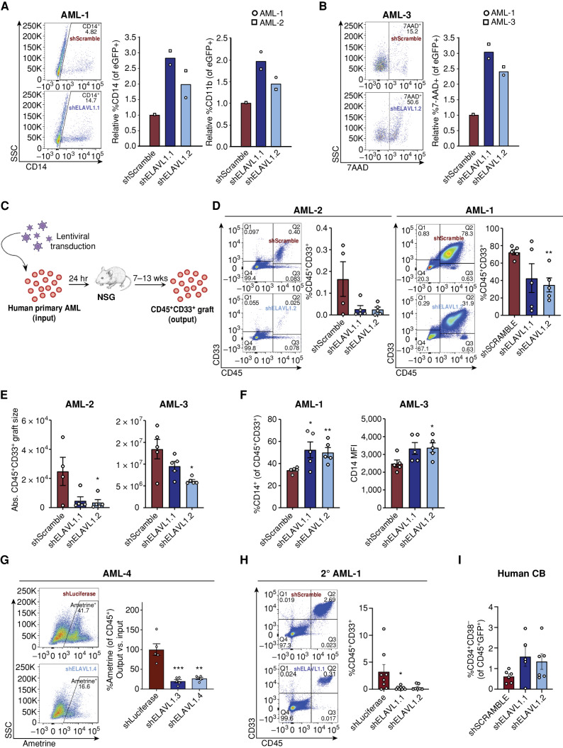 Figure 4. ELAVL1 knockdown selectively impairs in vivo leukemic engraftment. A and B, Flow-cytometric evaluation of (A) CD14+ and CD11b+ and (B) 7AAD+ fractions of shScramble- and shELAVL1-infected primary AML cultures 10 and 2 days after infection, respectively. C, Schematic illustrating in vivo ELAVL1 loss-of-function leukemic repopulation assays. D, Quantitative analysis of shELAVL1-infected primary AML cells at endpoint showing %CD45+CD33+ grafts in BM and (E) absolute graft size based on total cell counts in femurs and tibiae of recipient mice. F, Flow-cytometric analysis of CD14+ populations within CD45+CD33+ grafts in right femur and BM at the endpoint. G, Analysis of Ametrine+ fractions of shLuciferase- or shELAVL1-infected fractions within the injected right femur CD45+ grafts at the endpoint. H, Flow-cytometric analysis of leukemic grafts in the BM of secondary transplant recipient mice. Representative flow plots are shown. I, Percentage of human HSC in BM grafts of CB-transplanted recipient mice at the 12 weeks after transplant endpoint.*, P < 0.05; **, P < 0.01; ***, P < 0.001, determined by a two-sided Student t test. Error bars, SEM.