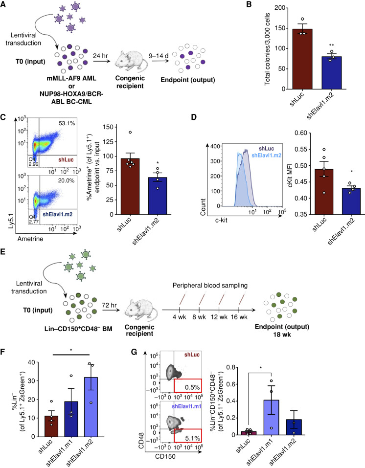 Figure 3. Elavl1 knockdown impairs in vivo leukemic propagation and spares healthy LT- HSCs. A, Schematic illustrating ELAVL1 loss-of-function in vivo transplantation assays in mMLL- AF9 and bcCML mouse models. B, CFU output from shLuciferase- and shElavl1-infected MLL-AF9 mouse leukemic BM, 10 days after plating (n = 3). C and D, Flow-cytometric analysis of the normalized output vs. input Ametrine+ fractions (C) and c-Kit mean fluorescence intensity (D) of shLuciferase- and shElavl1-infected MLL-AF9 BM at the secondary transplant endpoint. Representative flow plots and histograms are shown on the left in each panel. E, Schematic of in vivo evaluation of ELAVL1 knockdown in normal mouse BM stem and progenitor cells. F and G, Flow-cytometric analysis of Ly5.1+ZsGreen+ BM showing Lin− (F) and Lin−CD150+CD48− (G) fractions at the 18-week after transplant endpoint. *, P < 0.05, determined by a two-sided Student t test. Error bars, SEM.