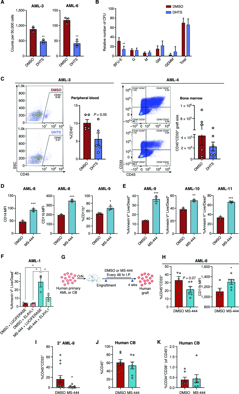 Figure 5. Small-molecule inhibition of ELAVL1 differentially targets leukemia-propagating vs. healthy hematopoietic cells. A and B, CFU output from primary AML (A) or lineage-depleted CB cells (B) treated with DMSO or DHTS (1.1 μmol/L). n = 2 independent CB units assessed over two independent experiments, n = 3 replicates for each condition. C, Flow-cytometric analysis of leukemic grafts in peripheral blood at 9 weeks after transplant and the CD45+CD33+ graft size based on total cell counts in BM at 8 weeks after transplant. Representative flow plots are shown. D and E, Flow-cytometric analysis of myeloid maturation markers, CD14 and CD11b (D) and cell death (Annexin V+Live/Dead+; E) in human primary AML samples treated with DMSO or 5 μmol/L MS-444. F, Quantification of apoptosis within primary AML cells infected with LUCIFERASE-overexpression and ELAVL1-overexpression in the presence of DMSO or 5 μmol/L MS-444. G, Schematic illustrating in vivo administration of DMSO or MS-444 in human primary AML- or CB-engrafted mice. H, Quantitative analysis of engraftment levels (left) and CD11b expression (in the CD11b+CD45+CD33+ fraction, right) in the BM of human primary AML-engrafted mice treated with DMSO or MS-444. I, Leukemic engraftment levels of secondary recipients transplanted with BM from primary mice treated with DMSO or MS-444. J and K, Flow-cytometric analysis of hematopoietic engraftment (J) and the primitive (CD34+CD38−) HSC population (of the CD45+ graft; K) in CB-transplanted mice treated with DMSO or MS-444. *, P < 0.05; **, P < 0.01; ***, P < 0.001, determined by a two-sided Student t test. Error bars, SEM.