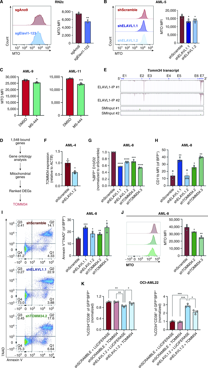 Figure 7. TOMM34 is a direct effector of ELAVL1 and is essential for mitochondrial metabolism and maintenance of primitive AML cells. A–C, Quantification of MitoTracker Orange (MTO) MFI in ELAVL1-depleted RN2c (A) and human primary AML cells (B) and in human primary AML cells treated with DMSO or 5 μmol/L MS-444 (C) 72 hours after infection or treatment. n = 3 technical replicates for each experiment. D, Flow chart illustrating the steps in identifying a top downregulated mitochondrial gene directly bound and regulated by ELAVL1. E, UCSC Genome Browser tracks showing ELAVL1-binding peaks along the TOMM34 transcript in reference to size-matched small input (SMInput) controls. F, qPCR of TOMM34 in shScramble- and shELAVL1-infected human primary AML. G–I, Flow-cytometric analysis of proliferation (BFP+; G), myeloid differentiation (H), and cell death (I) in ELAVL1- and TOMM34-depleted human primary AML cells compared with controls. J, MTO analysis of TOMM34-depleted human primary AML. K, Flow-cytometric evaluation of LSC (CD34+CD38−, left) and committed progenitor cells (CD34+CD38+, right) within OCI-AML22 cells coexpressing shSCRAMBLE/shELAVL1 and LUCIFERASE-/TOMM34-overexpression. *, P < 0.05; **, P < 0.01; ***, P < 0.001; ****, P < 0.0001, as determined by a two-sided Student t test. Error bars, SEM.