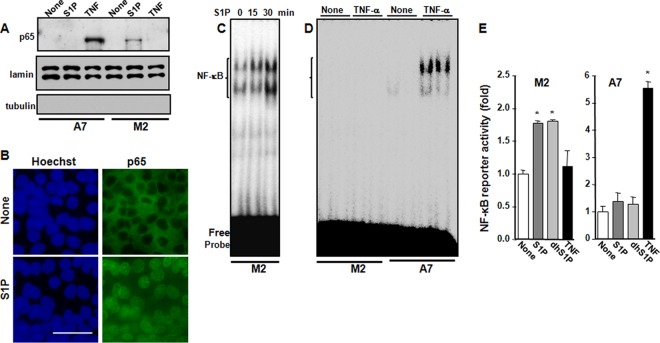 FIG 2