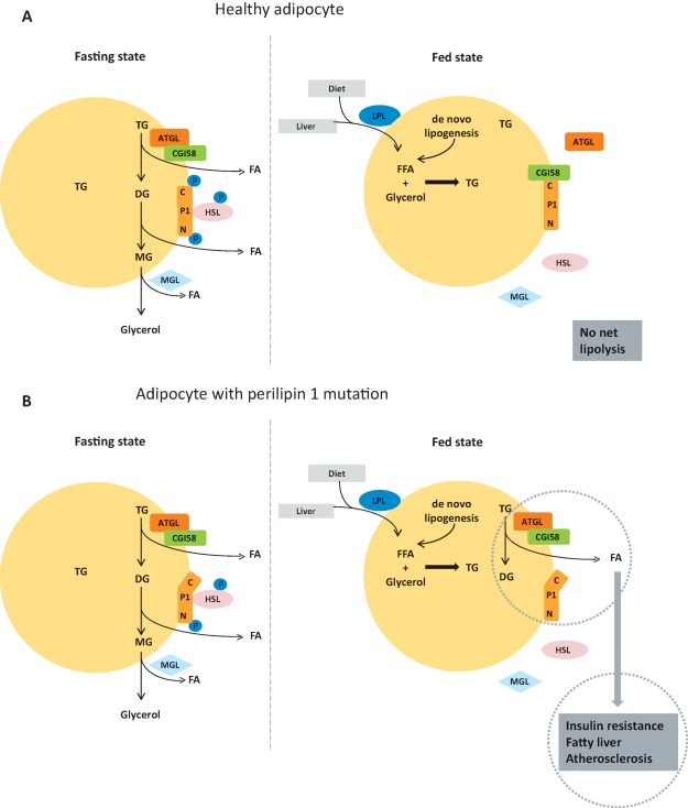 Fig 3.