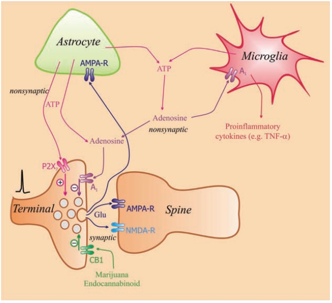 Fig. (1)