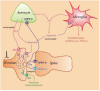 Fig. (1)