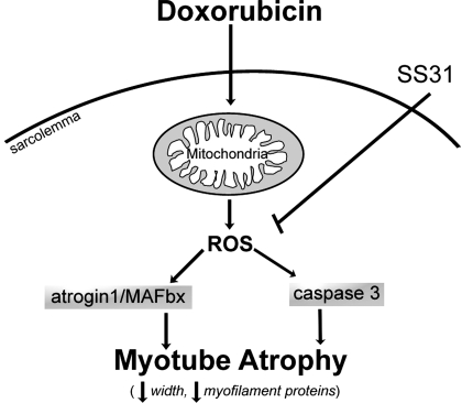 Fig. 8.