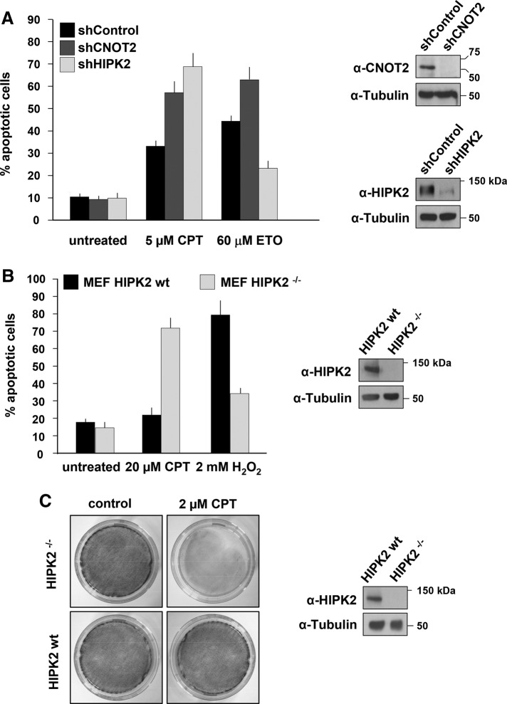 FIGURE 6: