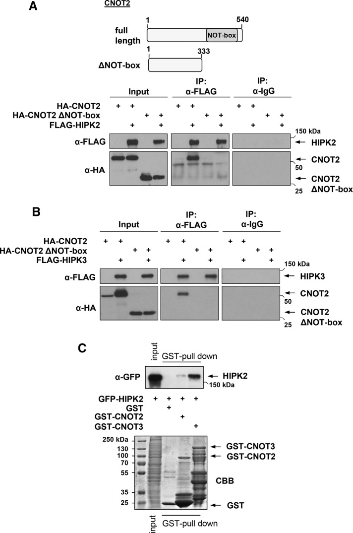 FIGURE 3: