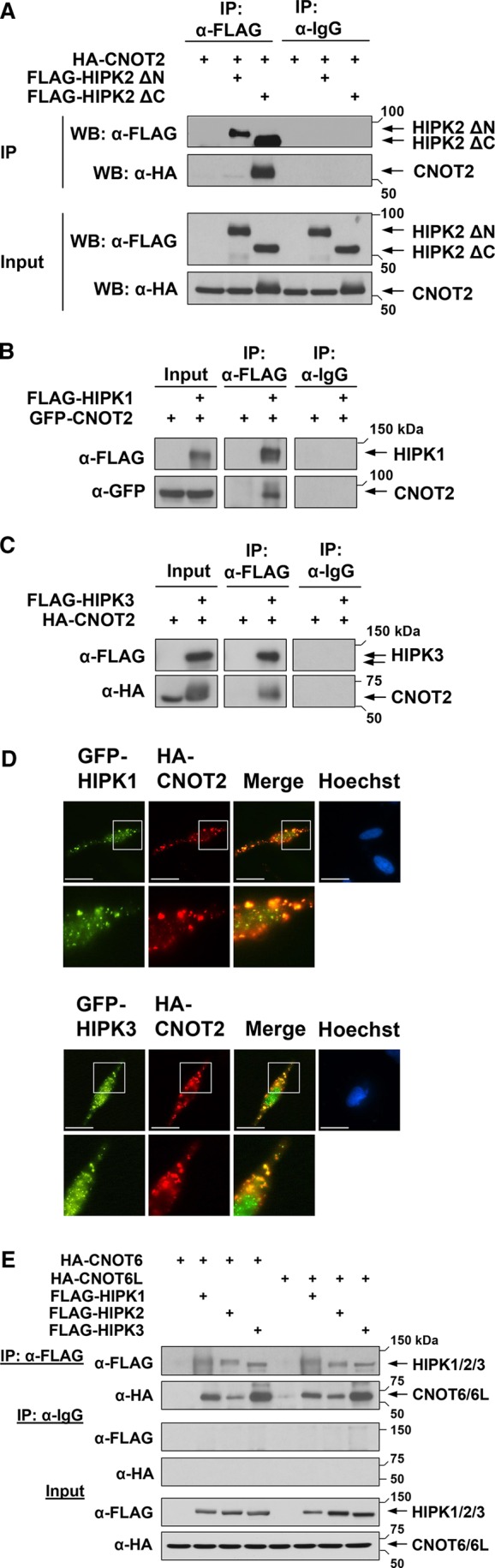 FIGURE 2: