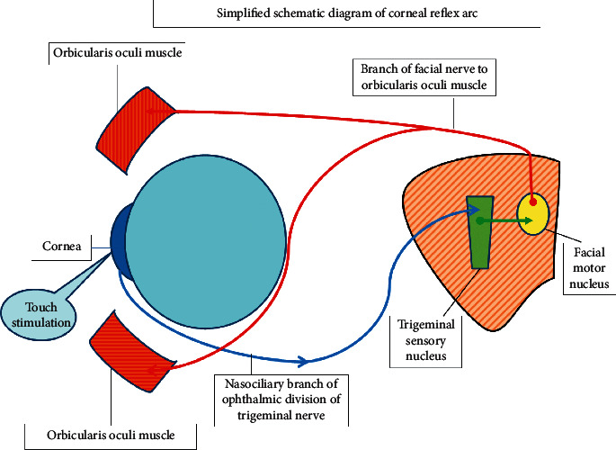 Revisiting the Corneal and Blink Reflexes for Primary and Secondary ...