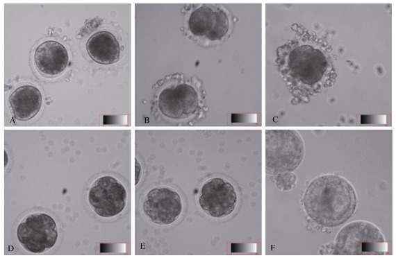 A: Embryos at 26 h post-copulation; B: 2-cell stage embryos at 31 h post-copulation; C: 4-cell stage embryos at 48 h post-copulation; D: 4-cell stage embryos at 41 h post-copulation; E: Morula at 60 h post-copulation; F: blastulae at 72 h post-copulation (Nikon, 20×).