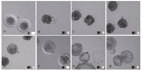 A: Eggs collected 26 h post-copulation; B: 2-cell stage embryos after 32 h of culture; C: 4-cell stage embryos after 48 h of culture; D: Morula after 72 h of culture; E: Morula after 102 h of culture; G: Hatched blastulae after 96 h of culture; H: Hatched blastulae after 104 h of culture (Nikon, 20×).