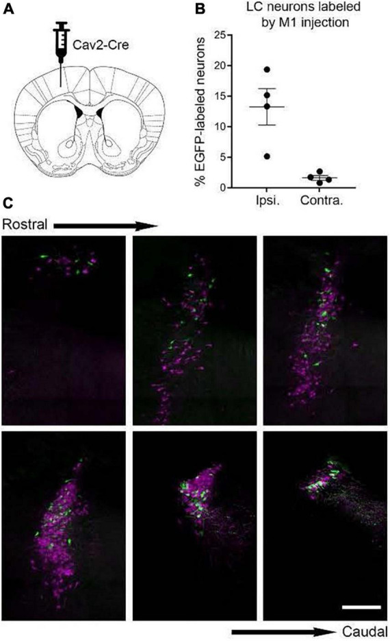 FIGURE 2