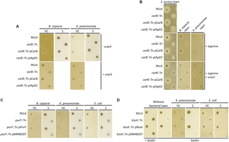 FIGURE 4