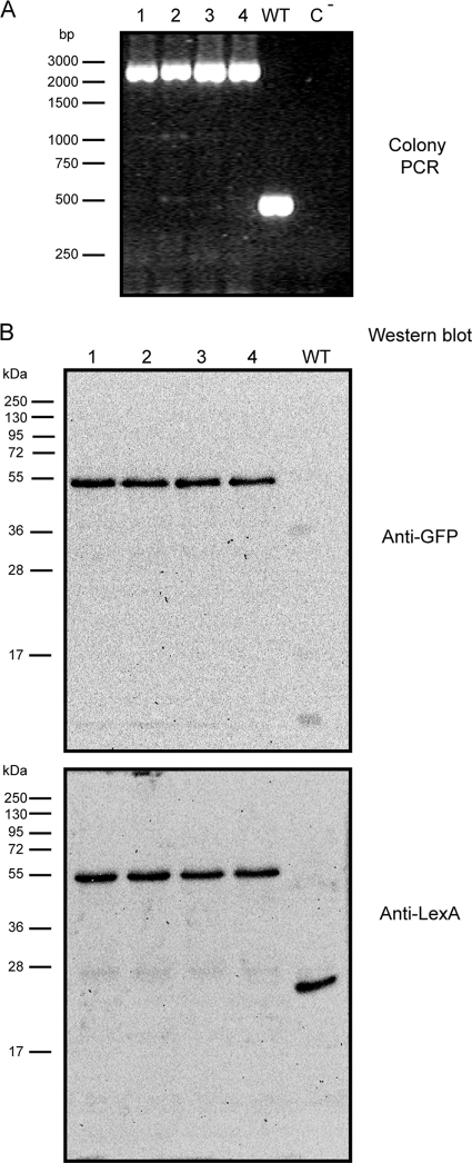 Fig. 5.