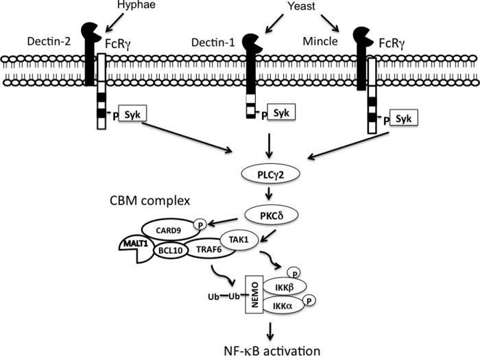 FIGURE 6.