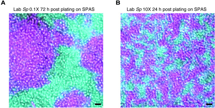 Figure 1—figure supplement 4.