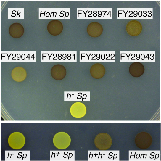 Figure 1—figure supplement 3.