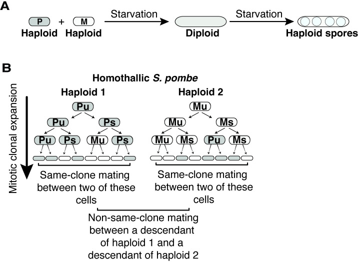 Figure 1—figure supplement 1.